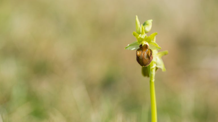 Early spider orchid, showing brown furry body that resembles a spider.
